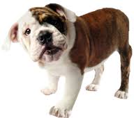 Who are the doctors at healthy pet veterinary clinic? New Patients Healthy Pet Veterinary Clinic Madison Veterinarian