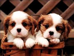 Fluffy Black And Brown Dog Breeds 2 Brown And White Puppies King Charles Cavalier Spaniel Puppy Cute Puppy Wallpaper Cavalier Puppy