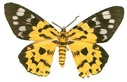 Image result for Dysphania