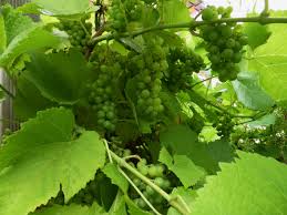 Wein Aus Dem Eigenen Garten Weintrauben Garten Trauben