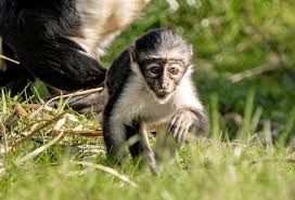 Rare monkey gives birth months after major foot surgery | Northwest &  National News | nbcrightnow.com