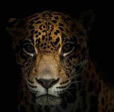 Jaguares v stormers | super rugby 2019 rd 12 highlights. Jaguares Mma Photos Facebook