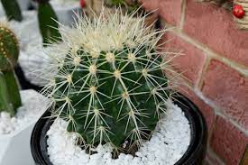Para comprobar si necesitan agua, la mejor técnica consiste meter el dedo un par de centímetros en la tierra y comprobar el grado de dentro de este grupo se encuentran los cactus, las suculentas o las que descansan en invierno. Como Regar Un Cactus Jardineria On
