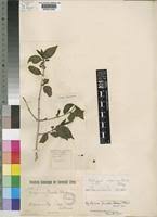 Image result for Rytigynia umbellulata