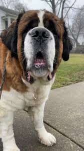 Beethoven Dog Breed: Saint Bernard Fun Facts & Videos