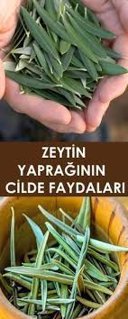 Zeytin Yapraginin Cilde Faydalari Vipbakim Saglik Cil Evde Hazirlabilen Ilaclar