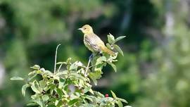 Mattabeseck Audubon Society & CT Trails Day: Birding Machimoodus State Park