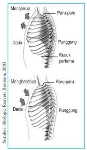 Berdasarkan cara melakukan inspirasi dan ekspirasi serta tempat terjadinya, manusia dapat melakukan dua mekanisme pernapasan, yaitu pernapasan dada dan pernapasan perut. Mekanisme Pernapasan Manusia