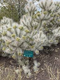 Image result for Chlorophytum subpetiolatum