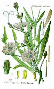 Cichorium Intybus Chicory Radicchio Succory Witloof Pfaf Plant Database