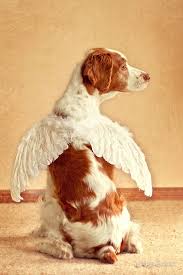 Christmas Angel By Helen Green Brittany Dog Angels Among Us Dog Love