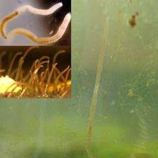Aquarium Planaria Wiggly Detritus Worms In Tank Water On Glass Aquarium Annelid Glass