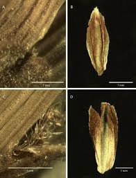 Image result for Brachythrix