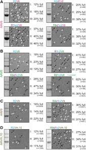 Image result for White 1998 AAV