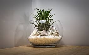 See our complete list of recommended terrarium. Best Plants For Open And Closed Terrariums Terrarium Planting Guide