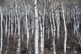 Aspen trees in winter with water soaked bark. Aspen Tree Stand In Winter Stock Photo Picture And Royalty Free Image Image 12415880