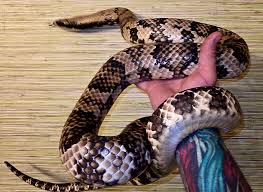 Image result for Hydrops triangularis