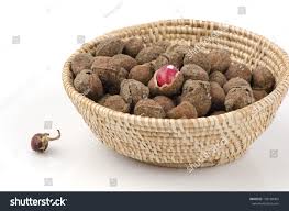 Image result for Vigna subterranea