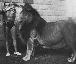 Pin By Manuel On Prehistoric Fiction Big Animals Rare Animals Extinct Animals