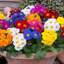 Image result for Phyllanthus polyanthus