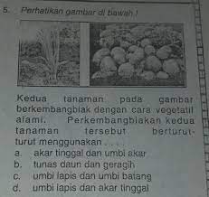 We did not find results for: Perkembangbiakan Vegetatif Alami Akar Tinggal Brainly Akarkua