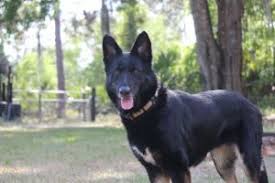 Maybe you would like to learn more about one of these? Pets For Adoption At Dreamcatcher German Shepherd Rescue Inc In Orlando Fl Petfinder