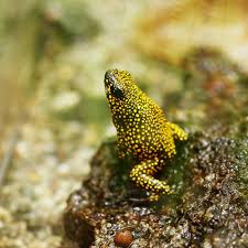 Some images are hidden because they can no longer be found or have been removed by the file host. Photo Grenouille Dendrobate Histrionicus Pangala Amazing Frog Amphibians Frog