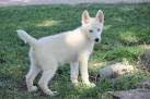 Siberian Husky - Wikipedia