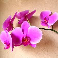 Flight tickets and popular cities to go to from west palm beach. Flowers To Go West Palm Beach Orchids Are In Stock Now These Graceful Beauties Represent Peace Hope And Love White And Purple Available Stop By Our Shop Today To Pick Up