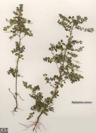 Image result for Phyllanthus amarus