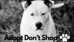 Our rescues are placed into foster homes until they are. Kentucky River Regional Animal Shelter Home Facebook