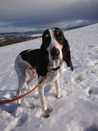 Image result for bernský honič