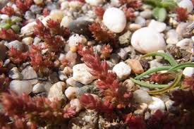 Image result for Crassula maputensis
