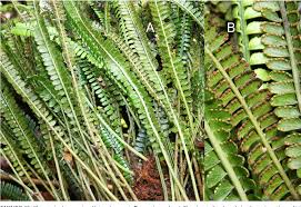 Image result for Marattiaceae