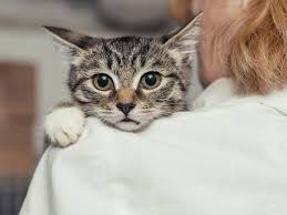 What can i use instead of cat litter. 3 Reasons Not To Use Baking Soda In Cat Litter