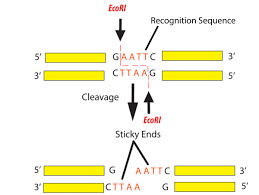 Addgene Molecular Biology Protocol Restriction Digest Of