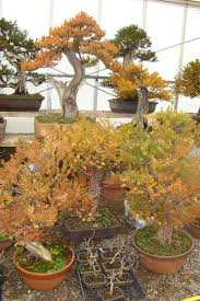 Herons Bonsai Nursery Near Lingfield Hints And Tips