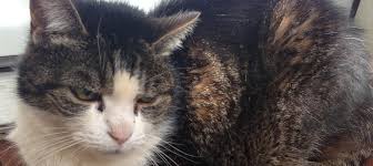 A kind woman was feeding him and noticed that he has scabs on his ears, nose and tail and had trouble once he began to trust her, she was able to coax him into her garage and then into the care of bay area cat rescue. Welcome To Give Me Shelter Cat Rescue