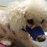 As we grew, so did our ability to serve your pets. 1st Pet Veterinary Centers North Valley Phoenix Az
