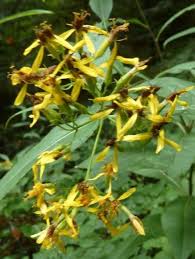 Image result for Tragus pedunculatus