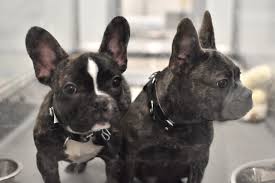 There are 228 french bulldog buy for sale on etsy, and they cost $20.66 on average. French Bulldogs Get To Stay In Us Thanks To Rescue Shelters