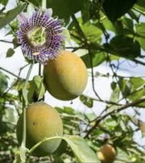 Image result for Passiflora ligularis