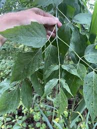 Image result for Acer negundo