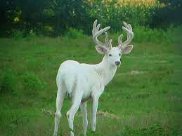 Albino Deer Albino Animals Albino Deer Rare Albino Animals