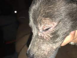 Demodex mites do not cause itching and hair loss around the eyes. My Dog Has Hair Loss And Bumps Around His Eyes Petcoach