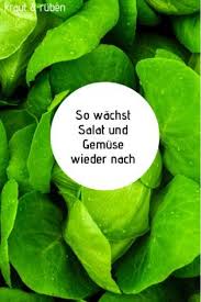 Kopfsalat erfolgreich zu ernten hängt zu einem großen teil von der pflanzung zum in der regel etwa 65 tage nach der pflanzung ist es, wenn im herbst gepflanzter salat geerntet wird, während die kopfsalat wächst am besten, wenn die bodentemperatur kühl ist. Einmal Pflanzen Regelmassig Ernten Gemusegarten Tipps Salat Pflanzen Gartentipps