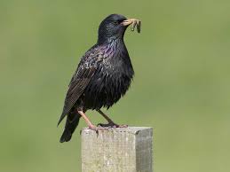 Как да използвате app starling bird звуци? The Starling Saga