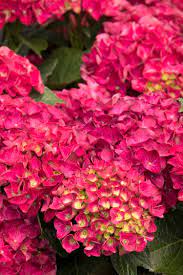 Very large lacecap blooms stand tall, supported by strong, extra thick stems. Seaside Serenade Hydrangeas Sunnyside Nursery