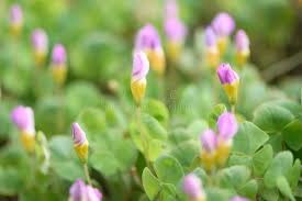 Image result for Oxalis depressa