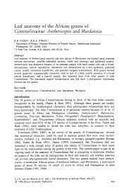 Image result for Anthericopsis sepalosa